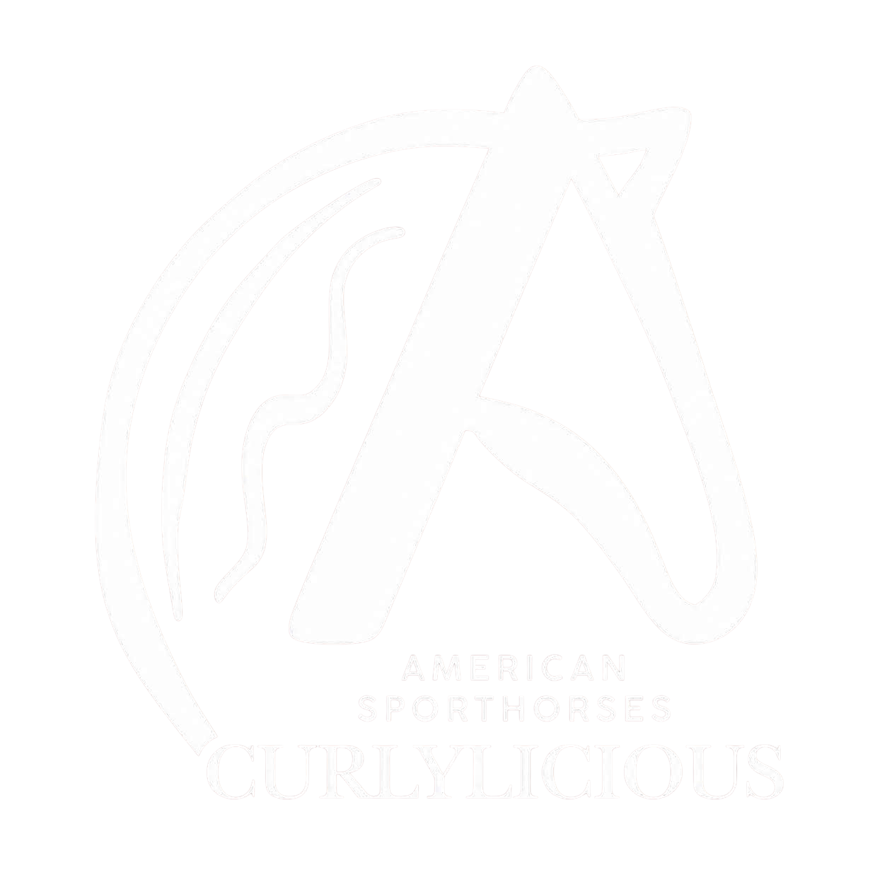 Curlylicious- American Curly Sporthorses